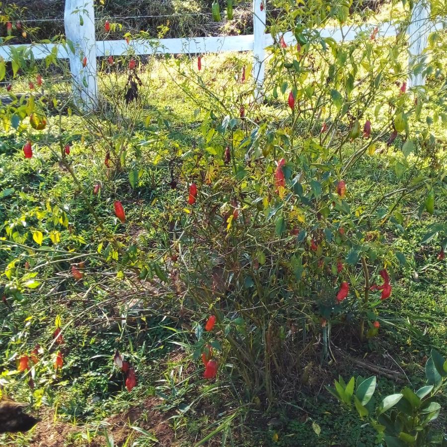 Estalagem Sitio Colibri Holiday home Cunha