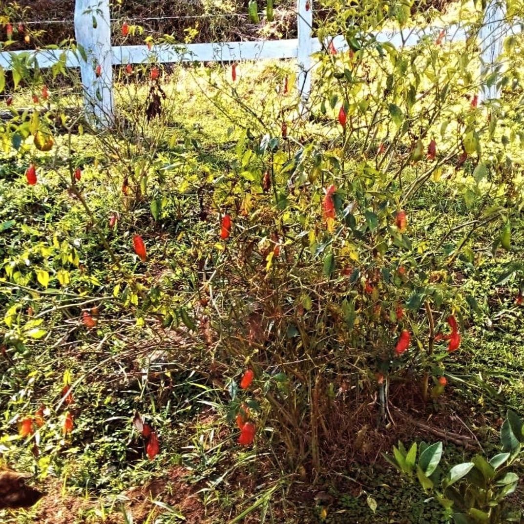 Estalagem Sitio Colibri Holiday home
